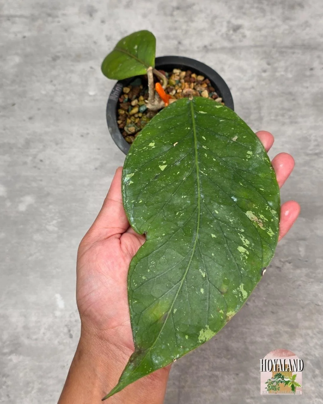 Hoya sp Aceh Rhino Clone 2 (4).jpg