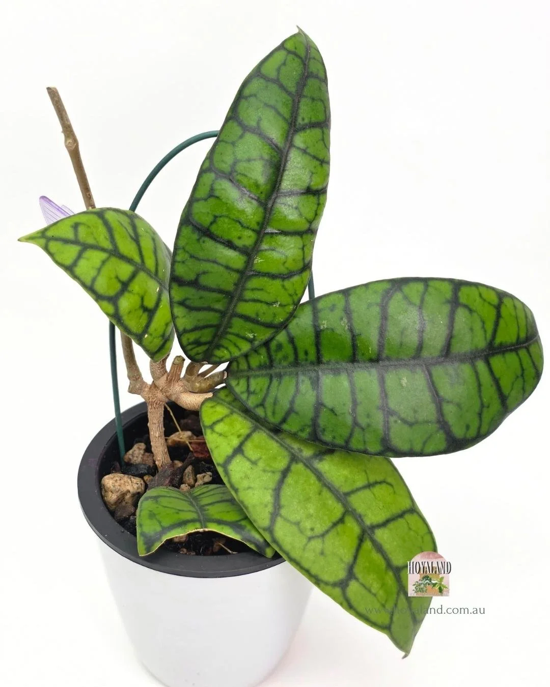 Hoya callistophylla ranauensis new type (4).jpg