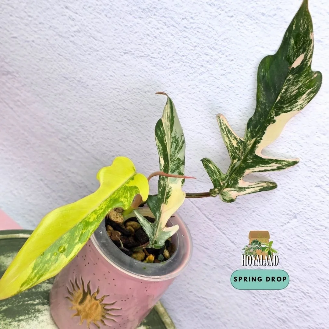 Established Philodendron Florida Beauty x tortum Wide Form climbing vine showing deeply lobed leaves with rigid texture and cream splash variegation