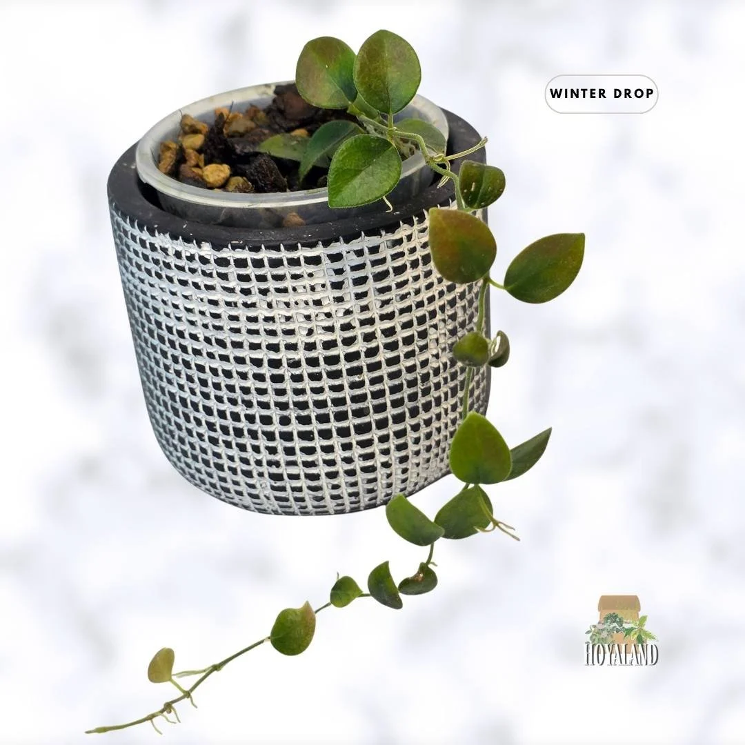 buy-rare-hoya-im 08-rare-indoor-plants-australia (2).jpg