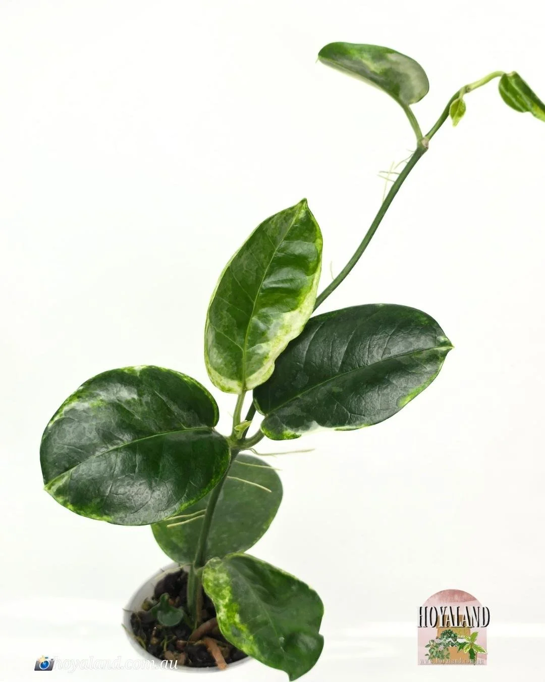 🌞 Hoya Australis Peridot Variegation Rare Release 🎇