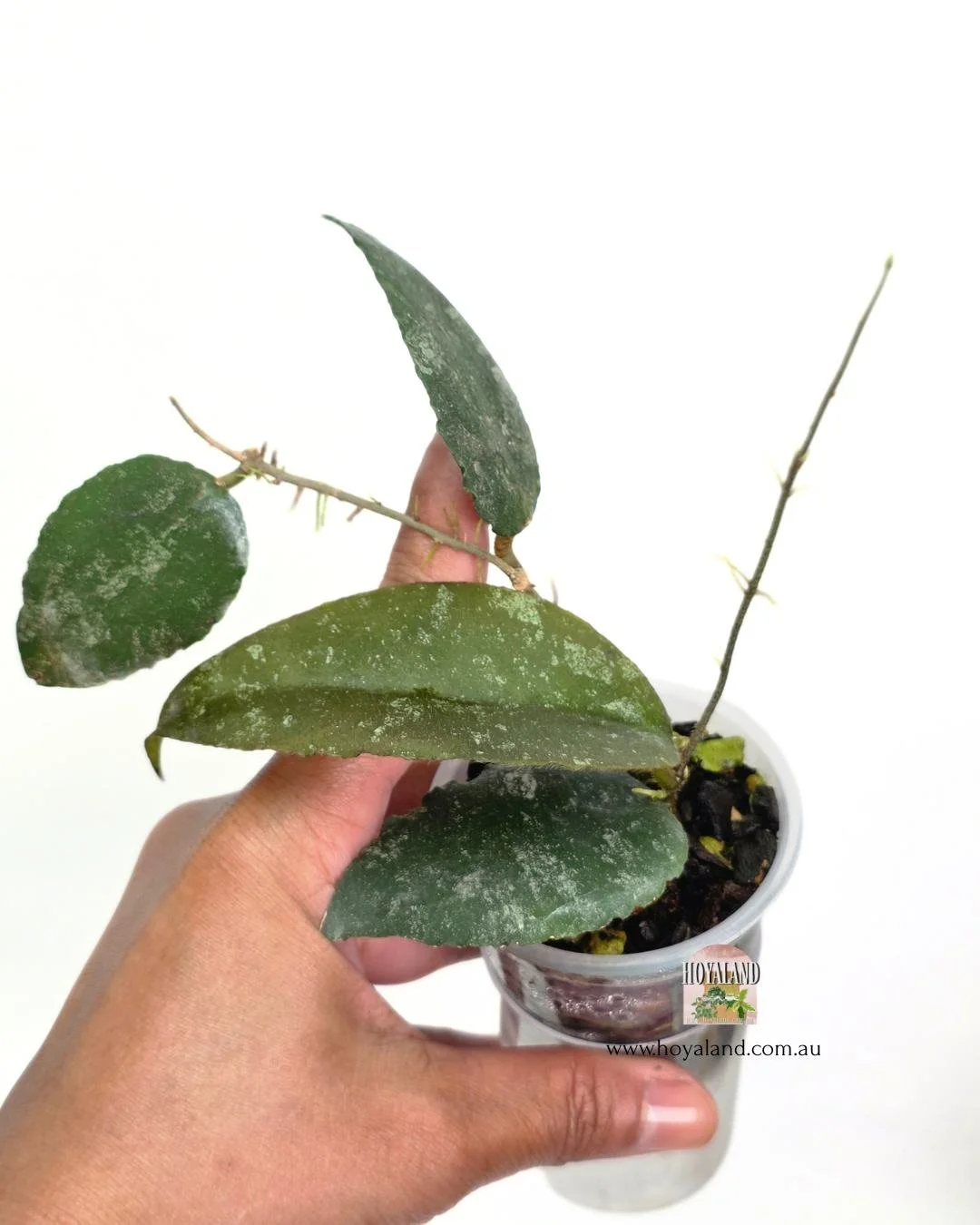 Hoya caudata b (6).jpg