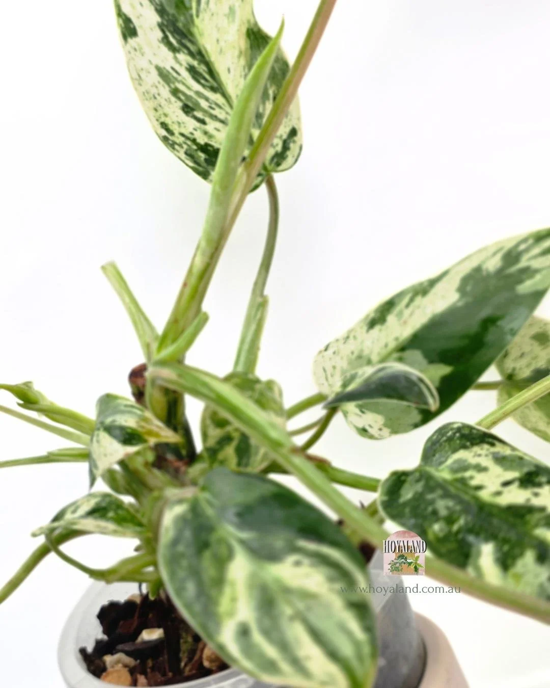 Philodendron emerald queen (4).jpg