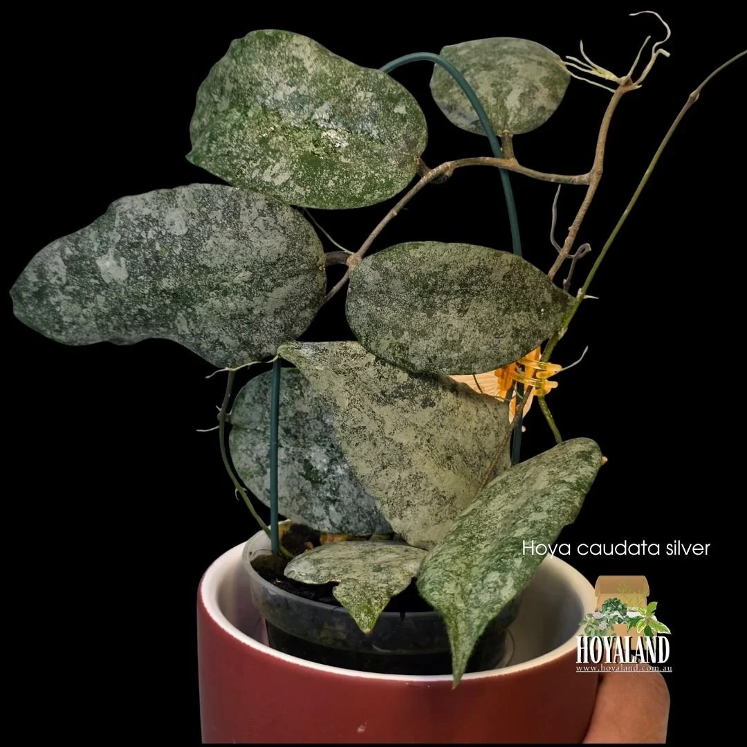 ⛄ Rare Hoya caudata silver | Large