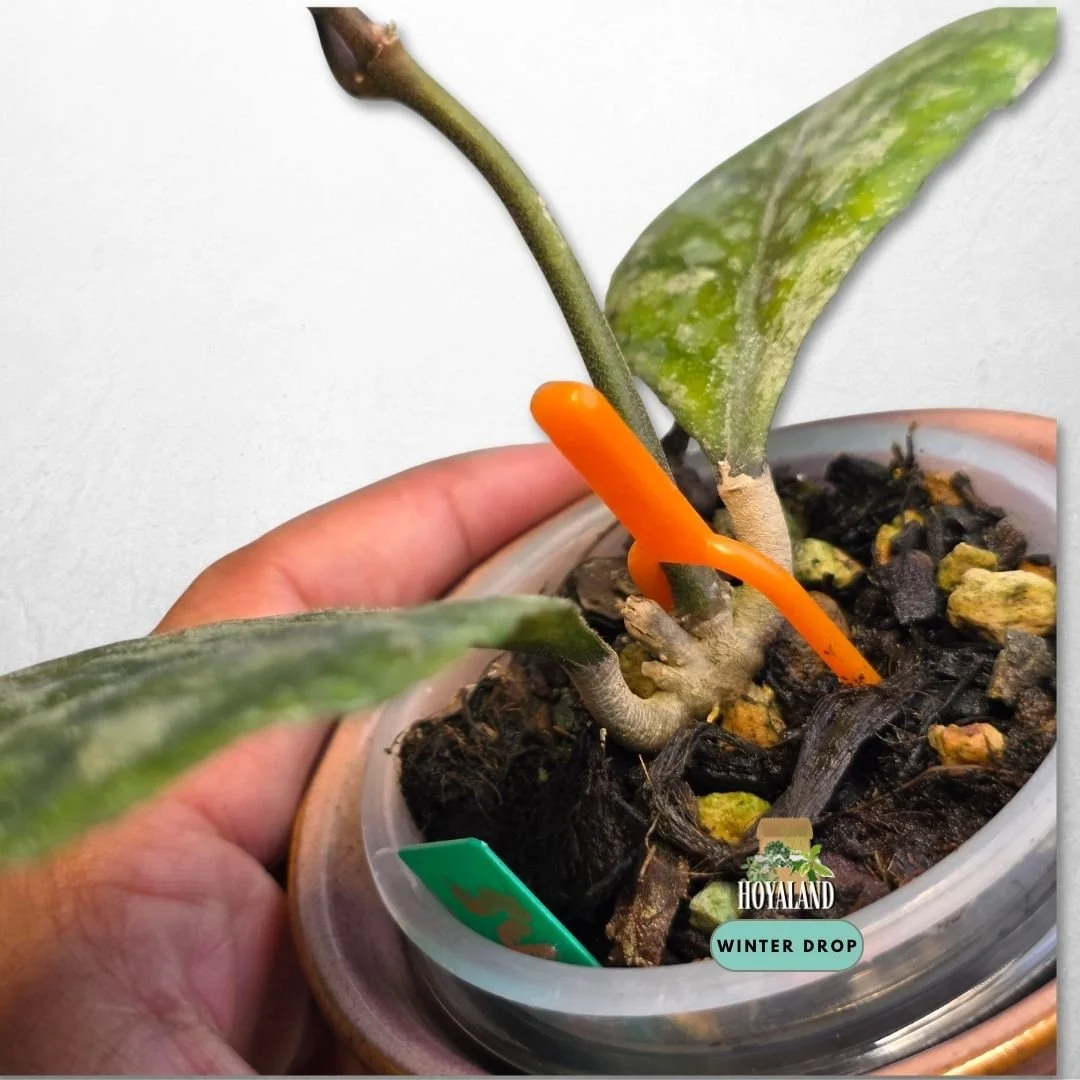 Established Hoya cv Surprise (deykeae x Chicken Farm Splash) showing heavy silver flecking and sun stressing