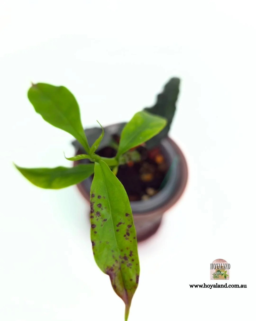 Hoya decipulae (3).jpg