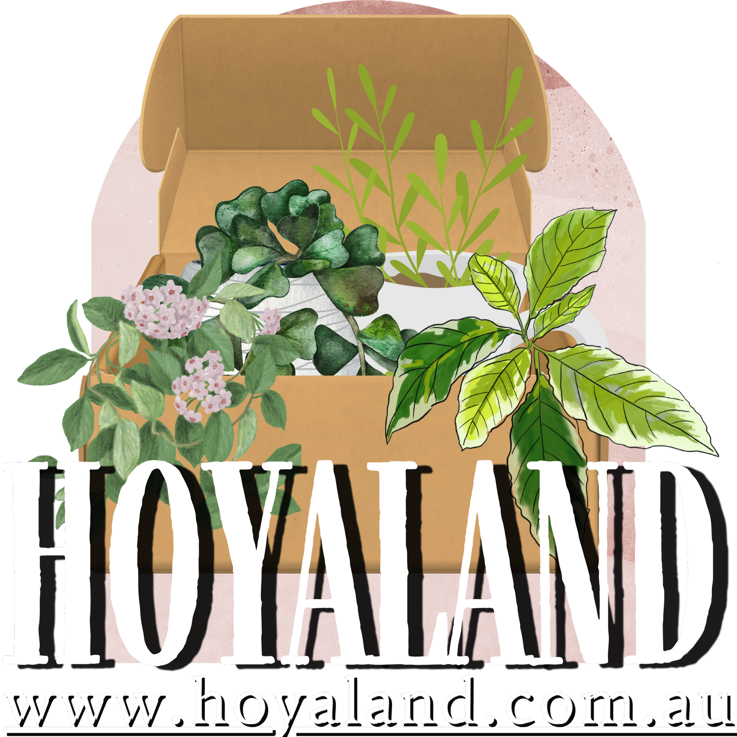 Hoyaland Rare Plants Australia