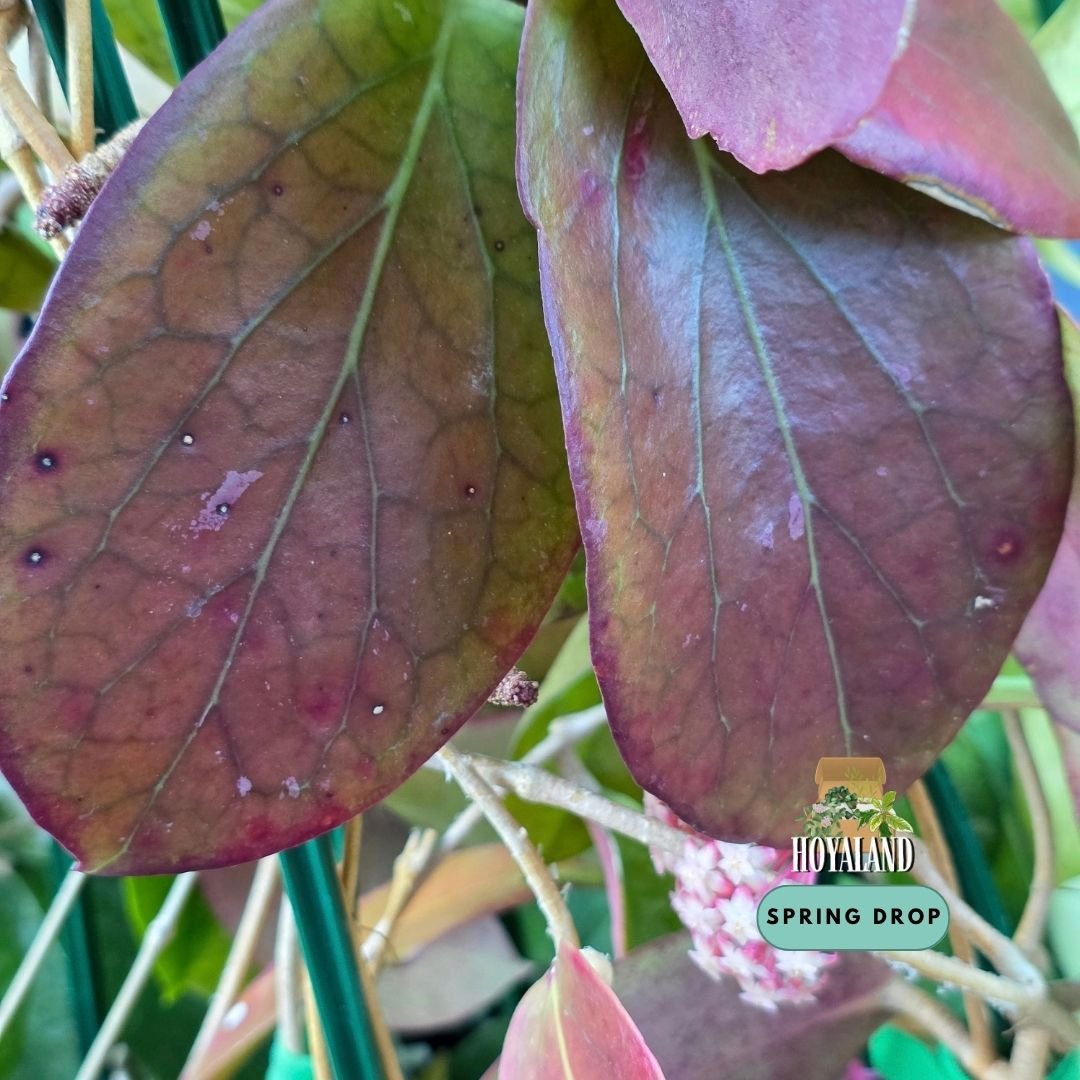 Hoya AH 138 (Red Edge – Rare Large-Leaf Sun-Stressing Collector Hoya | Double Planted