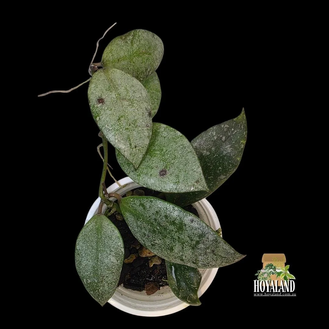 ⛄  Rare Hoya sp Kinabalu Silver FKA Walliniana Silver