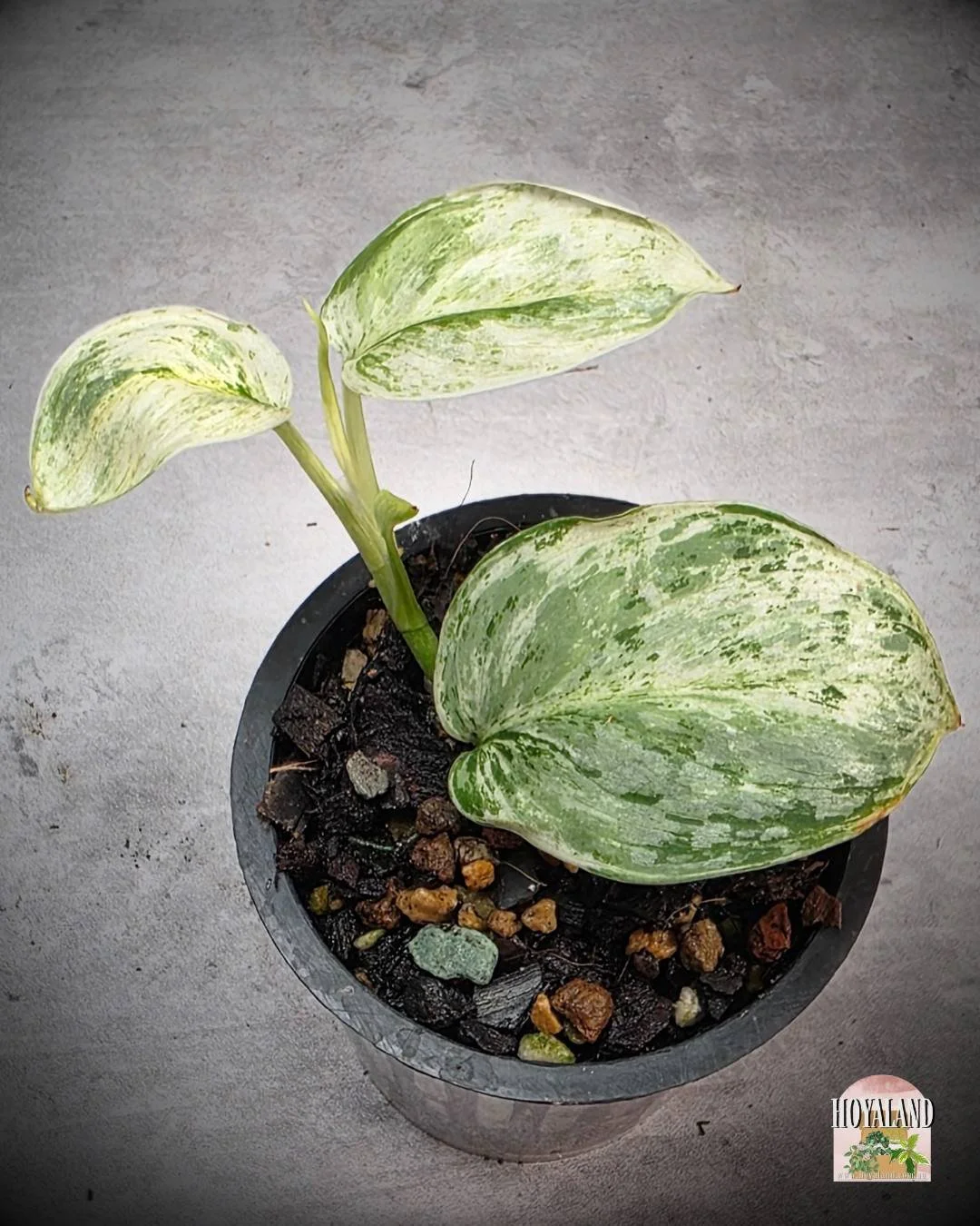 Scindapsus Tembaga (4).jpg