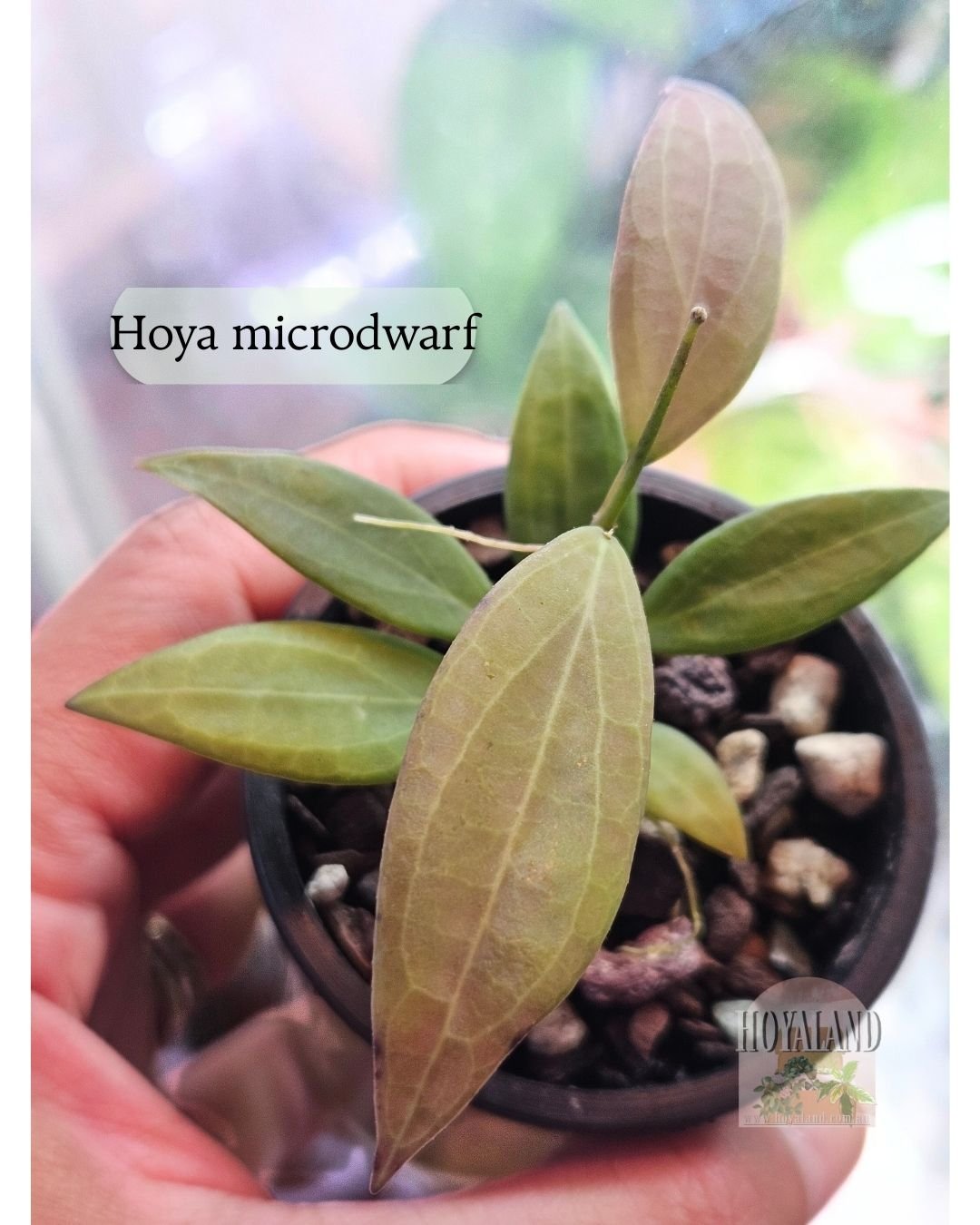 Hoya microdwarf.jpg