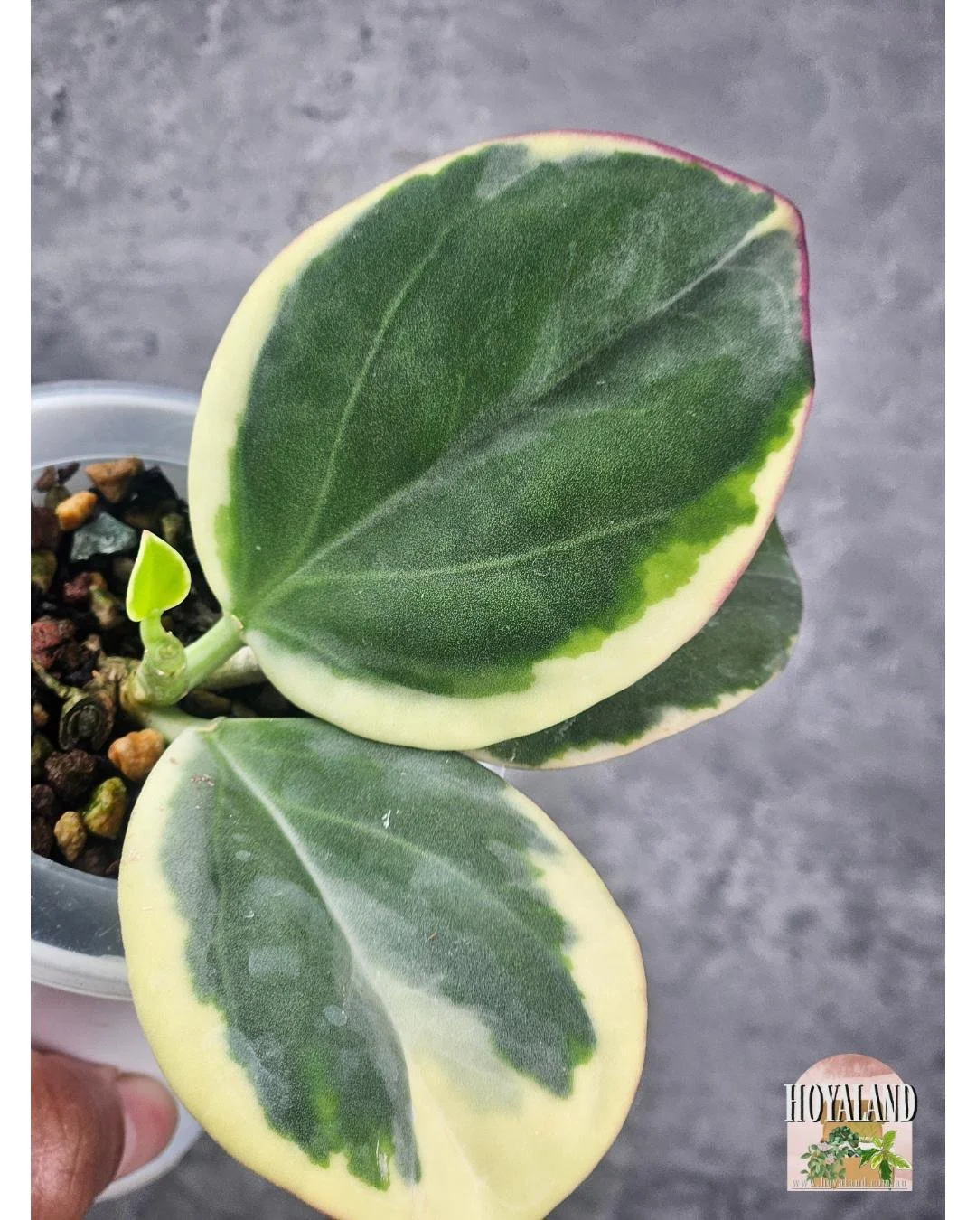 Hoya subquintuplinervis albo (3).jpg