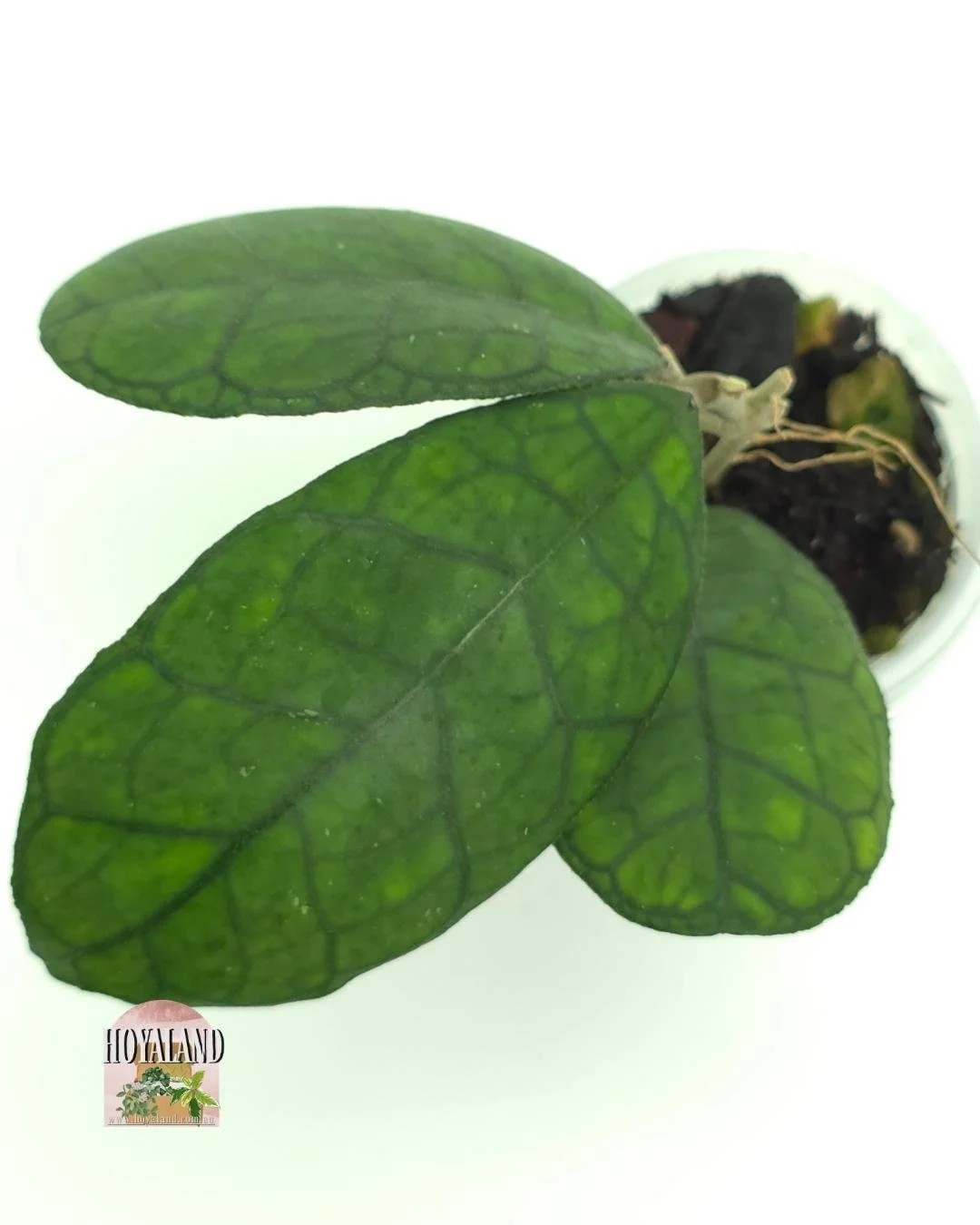 🍂 Hoya finlaysonii (Round) AH 021 Small B