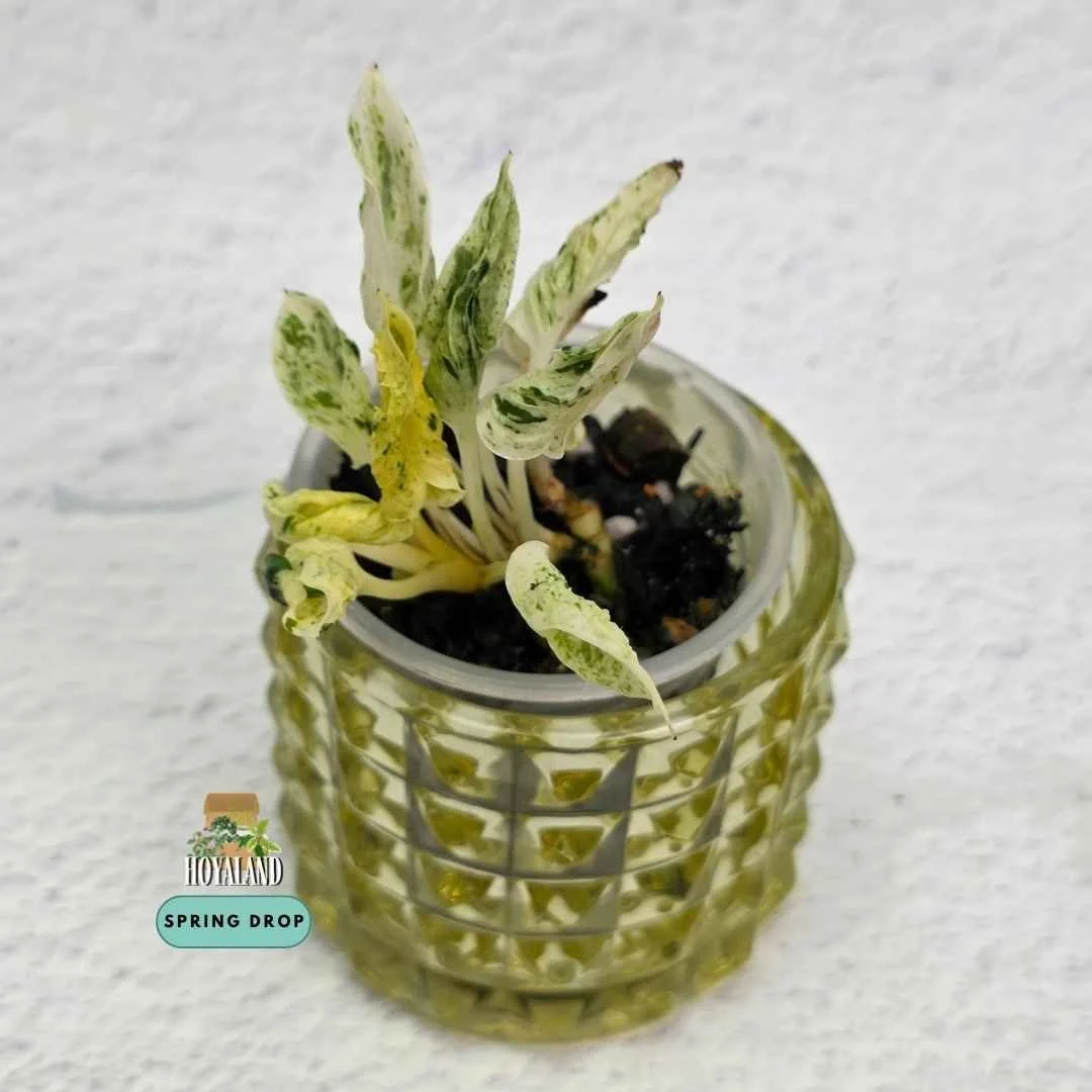 Established Epipremnum Teruno Love Song showing distinct textured twisted leaves with creamy chartreuse variegation