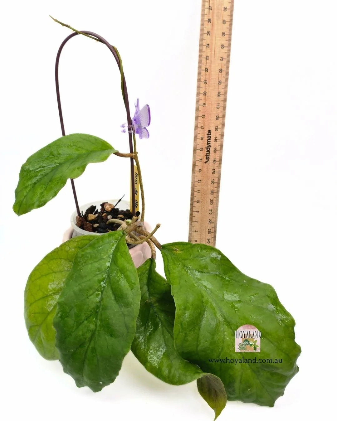 Hoya AH 032.jpg