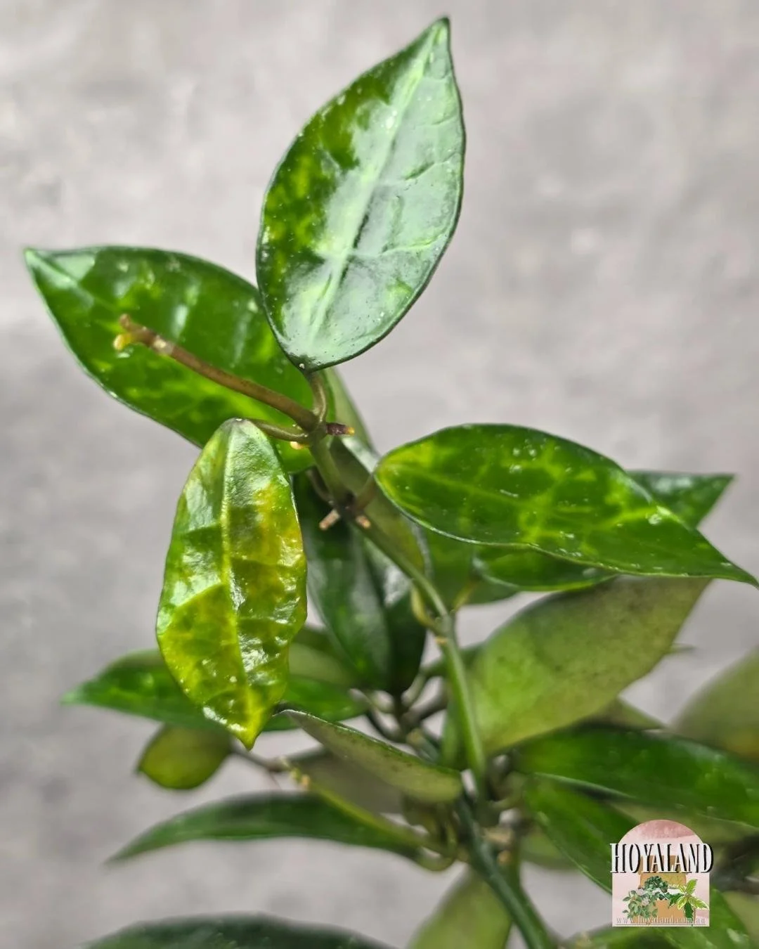 Hoya lacunosa amarillo.jpg