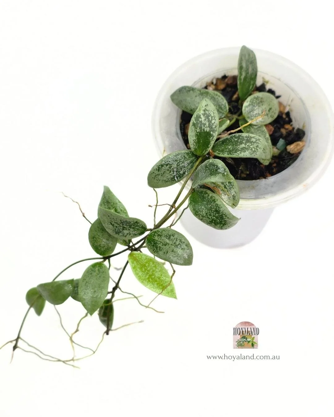 🍂 Hoya aff. picta  'Silver' – The "Mini Silver Coin
