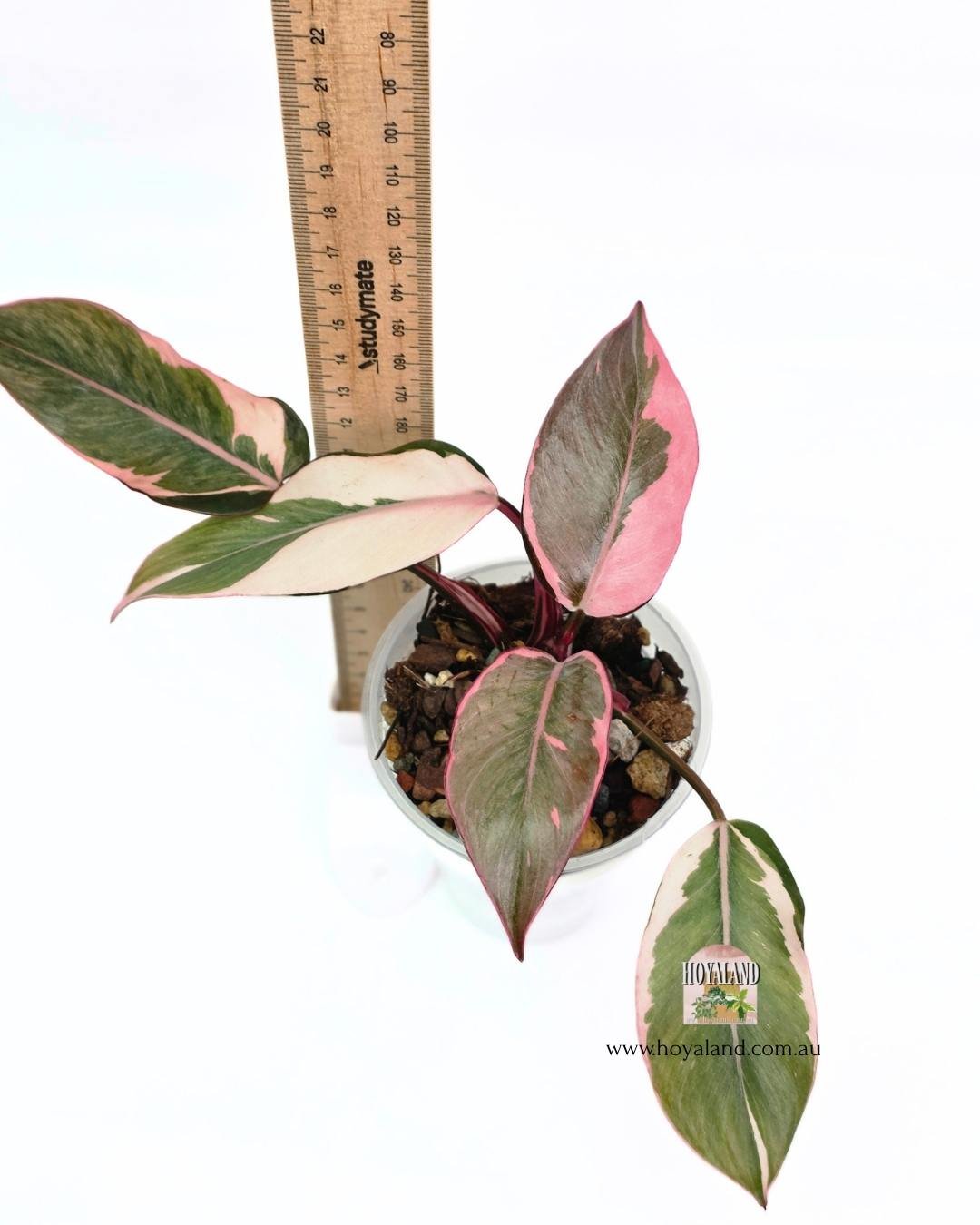 Philodendron pink princess mutation (3).jpg