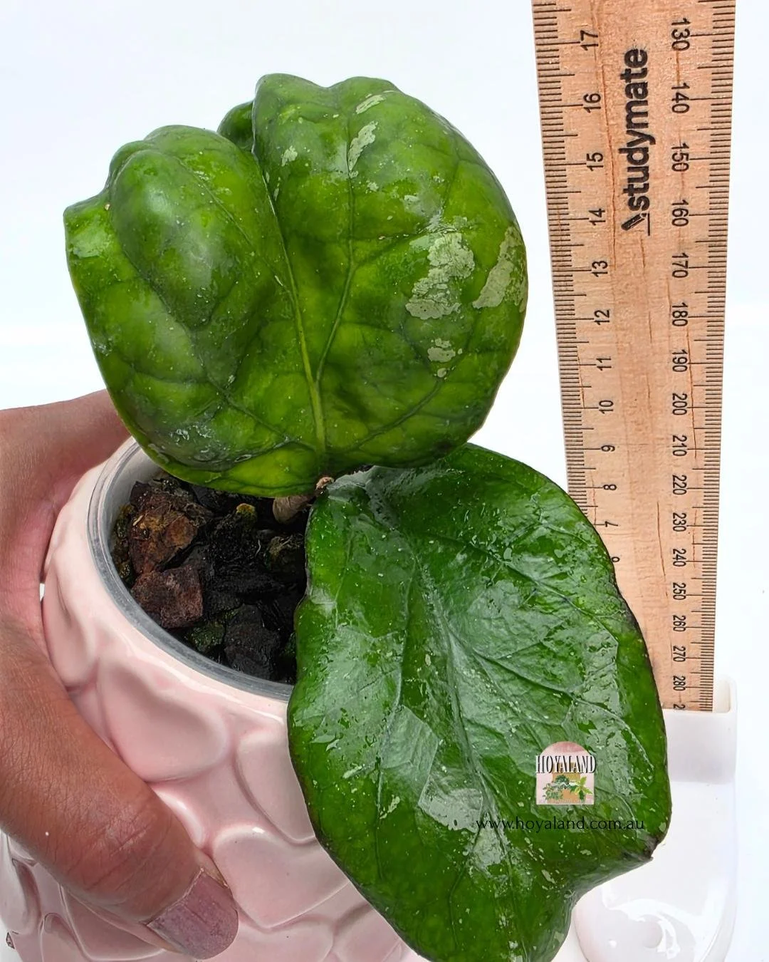 🍂 Hoya cv. Elephant (AH 027) | GIGANTIC Thick Leaf B