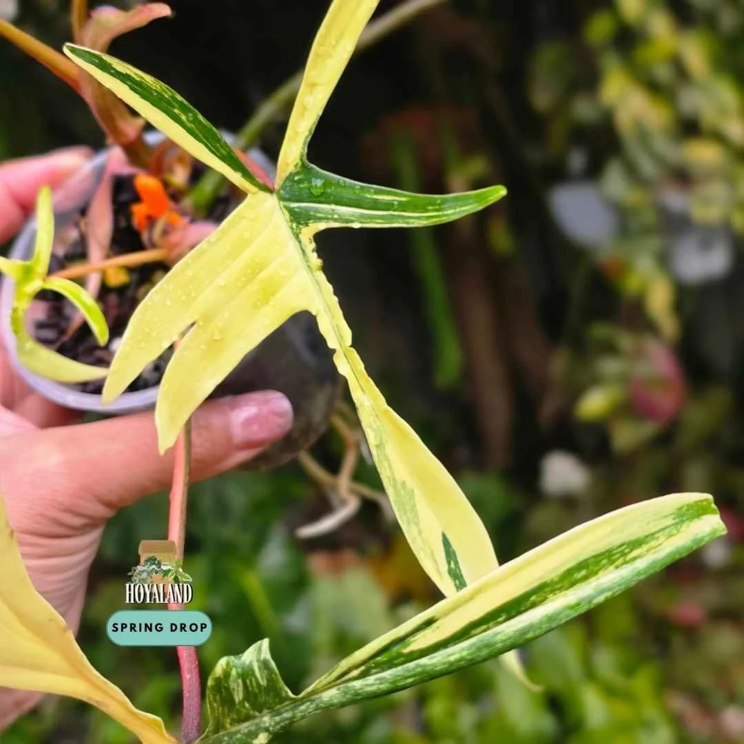 Established two-headed Philodendron Florida Beauty cross polypodioides showing deeply lobed foliage with high-contrast creamy yellow variegation