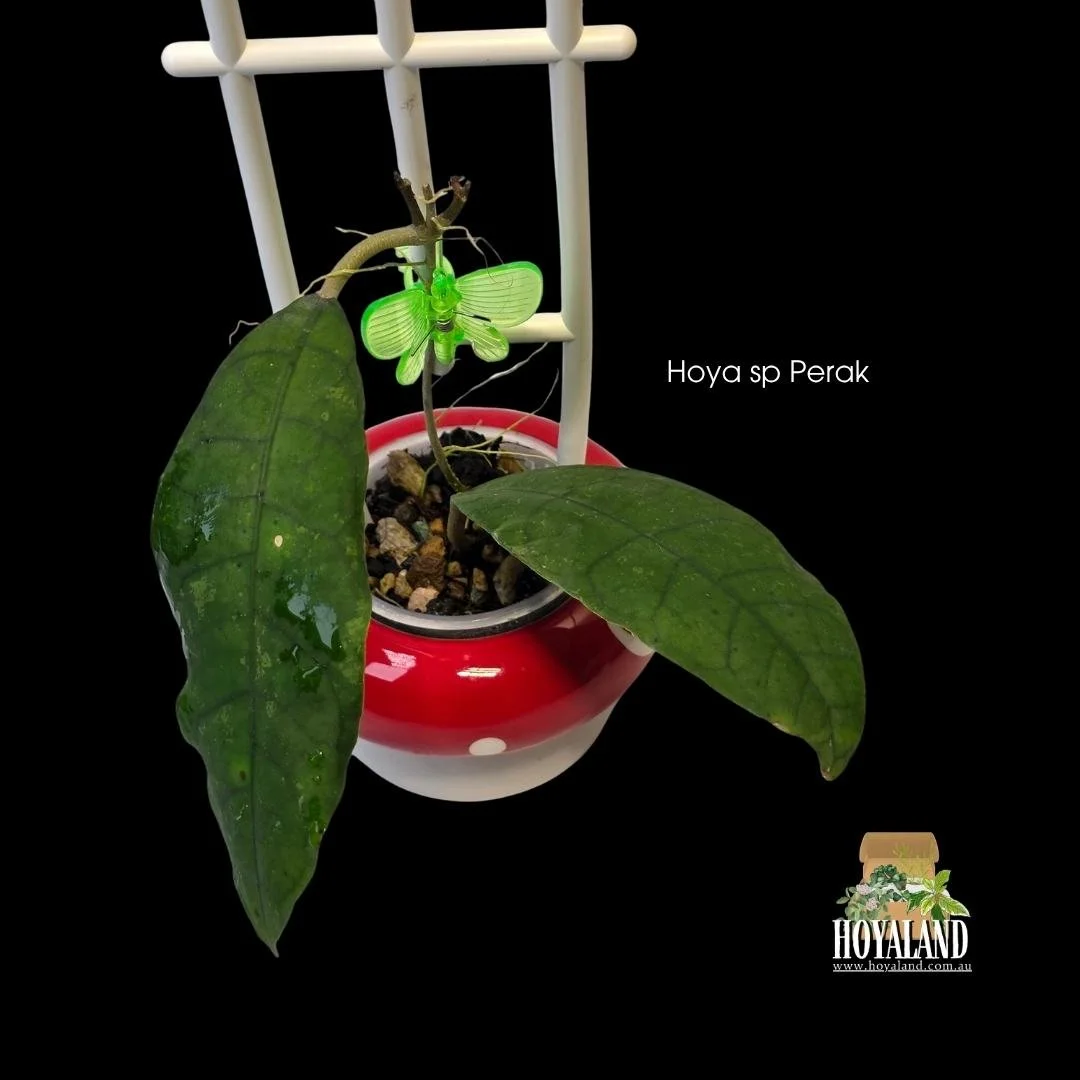⛄Hoya sp. Perak Teddy Bear | Rare Velvety Fuzzy Collector Hoya