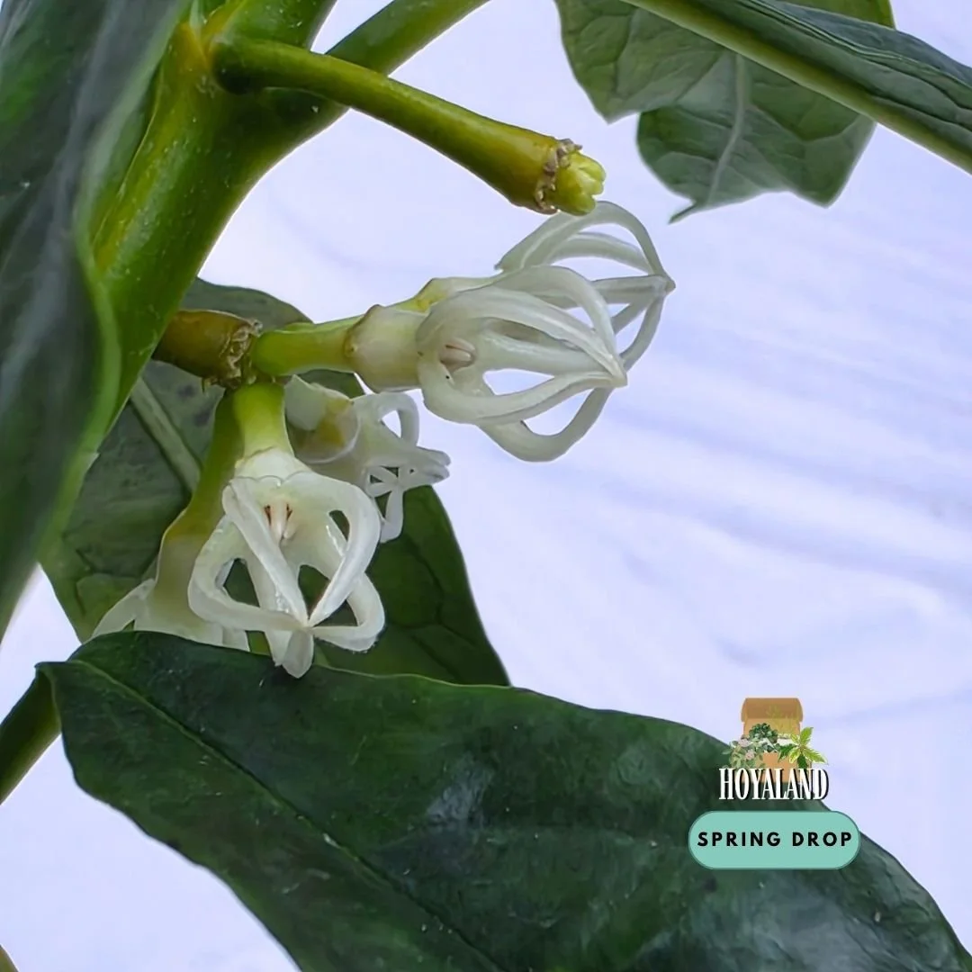 Established rare Hoya decipulae showing neat elliptical foliage and specialized birdcage-like lantern flowers