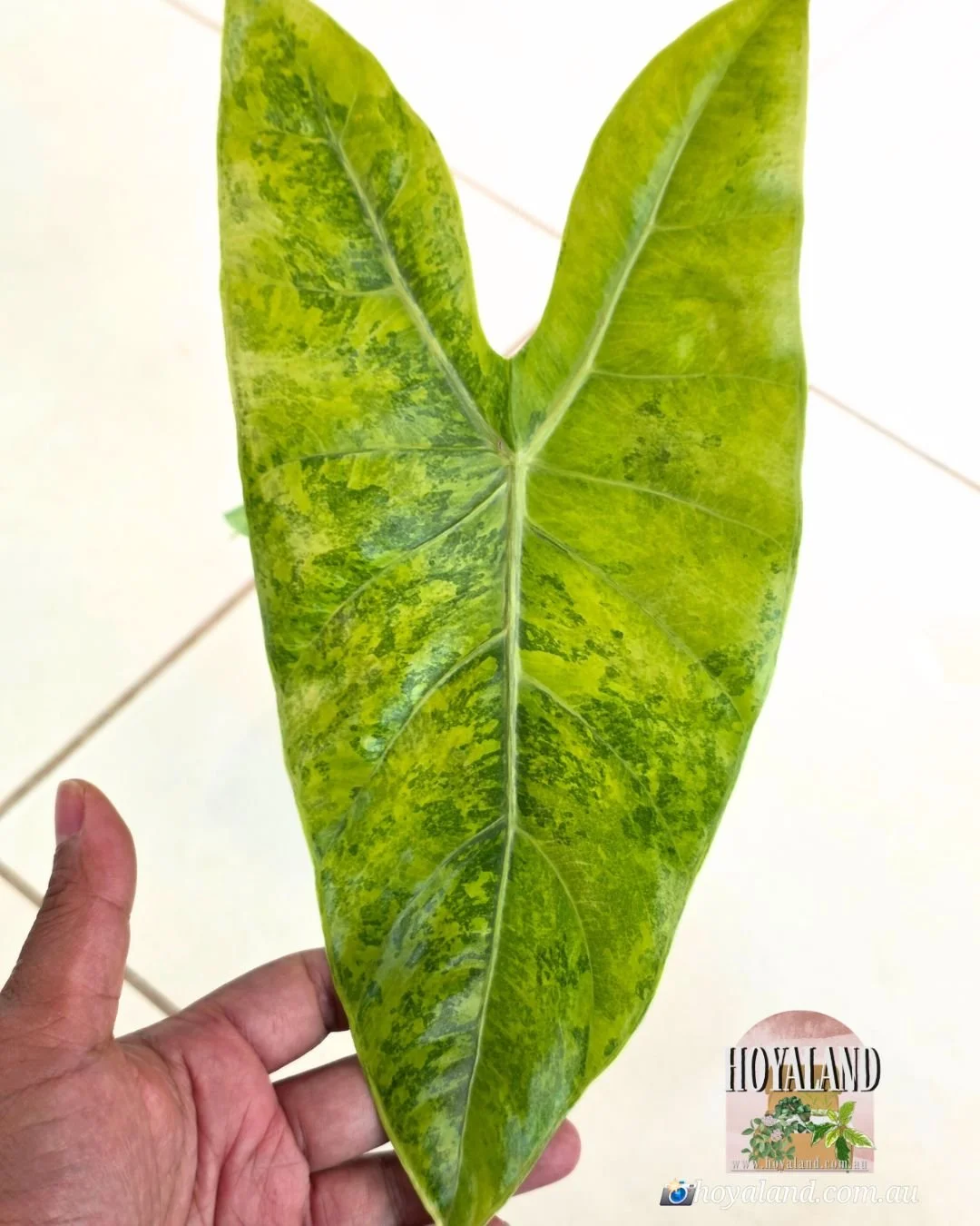 Alocasia lemon lime corm (3).jpg