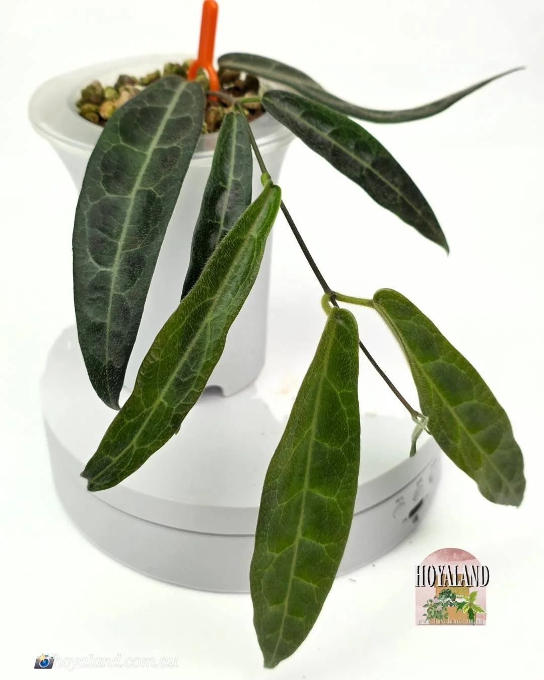 🌞 NEW Hoya Hypolasia Indonesia Clone Small 🎇 LC