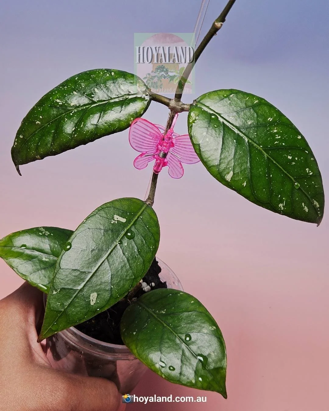 Rare Hoya sp. Aceh 4 | Prominent Veins | Army Look | Hoyaland 🍃
