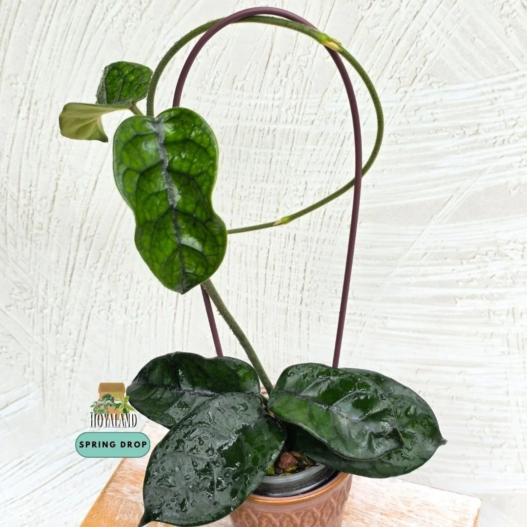 Hoya globulosa (Cao Bang Regional Clone)