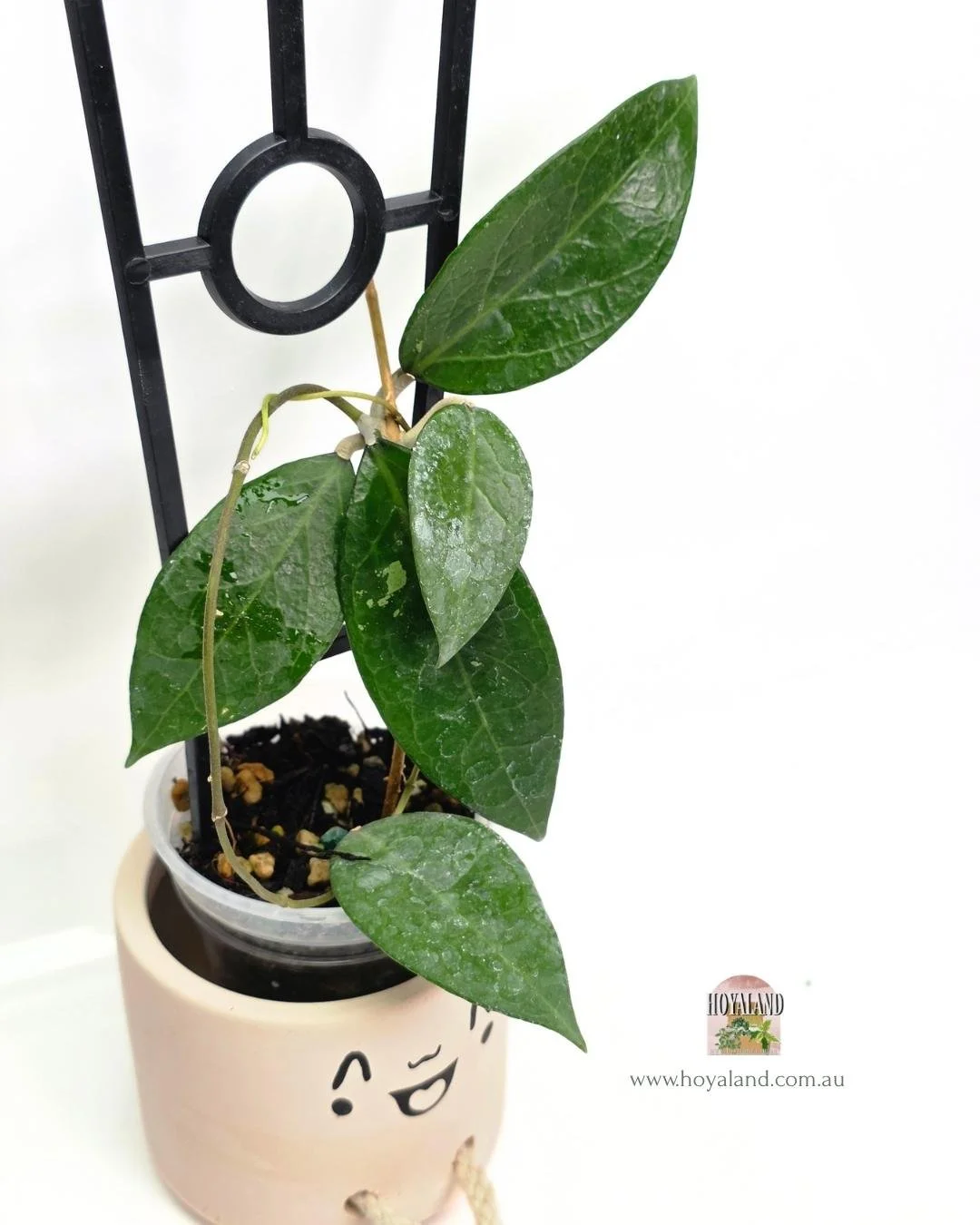 Hoya sumbawa (6).jpg