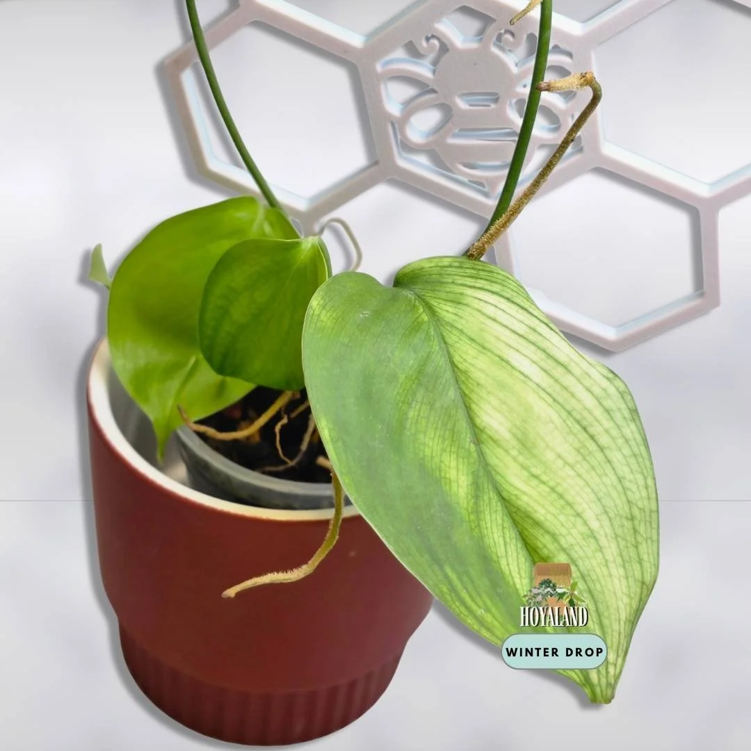 Ultra-Rare Scindapsus 'White Monster' (Active Long Runner)