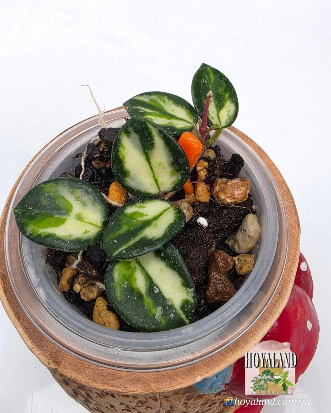 Hoya Mathilde Variegata.jpg