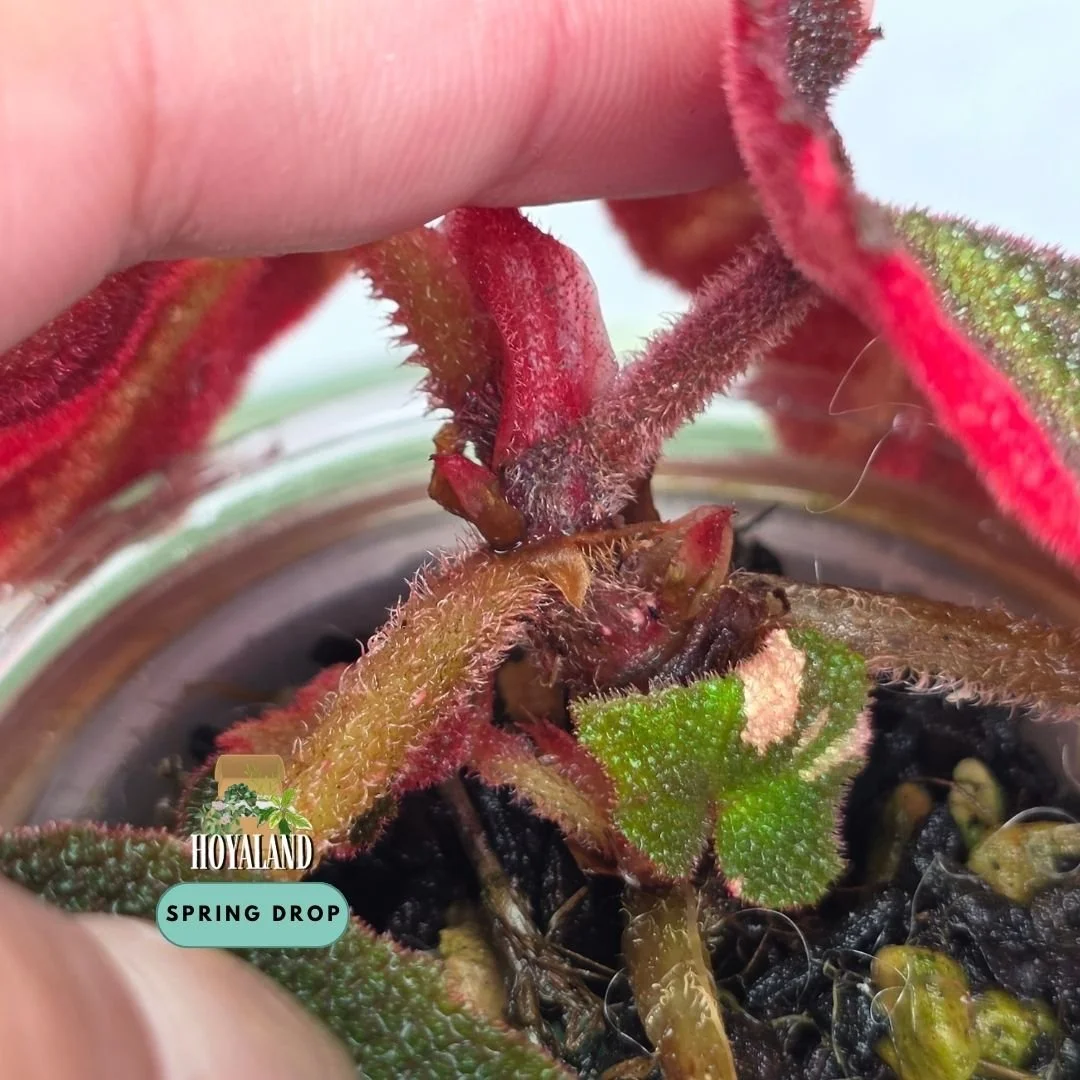 Established Begonia soli-mutata Variegata showing deeply pebbled bullate leaves with candy-pink and white sectoral variegation, fuzzy red petioles, and active crown growth points