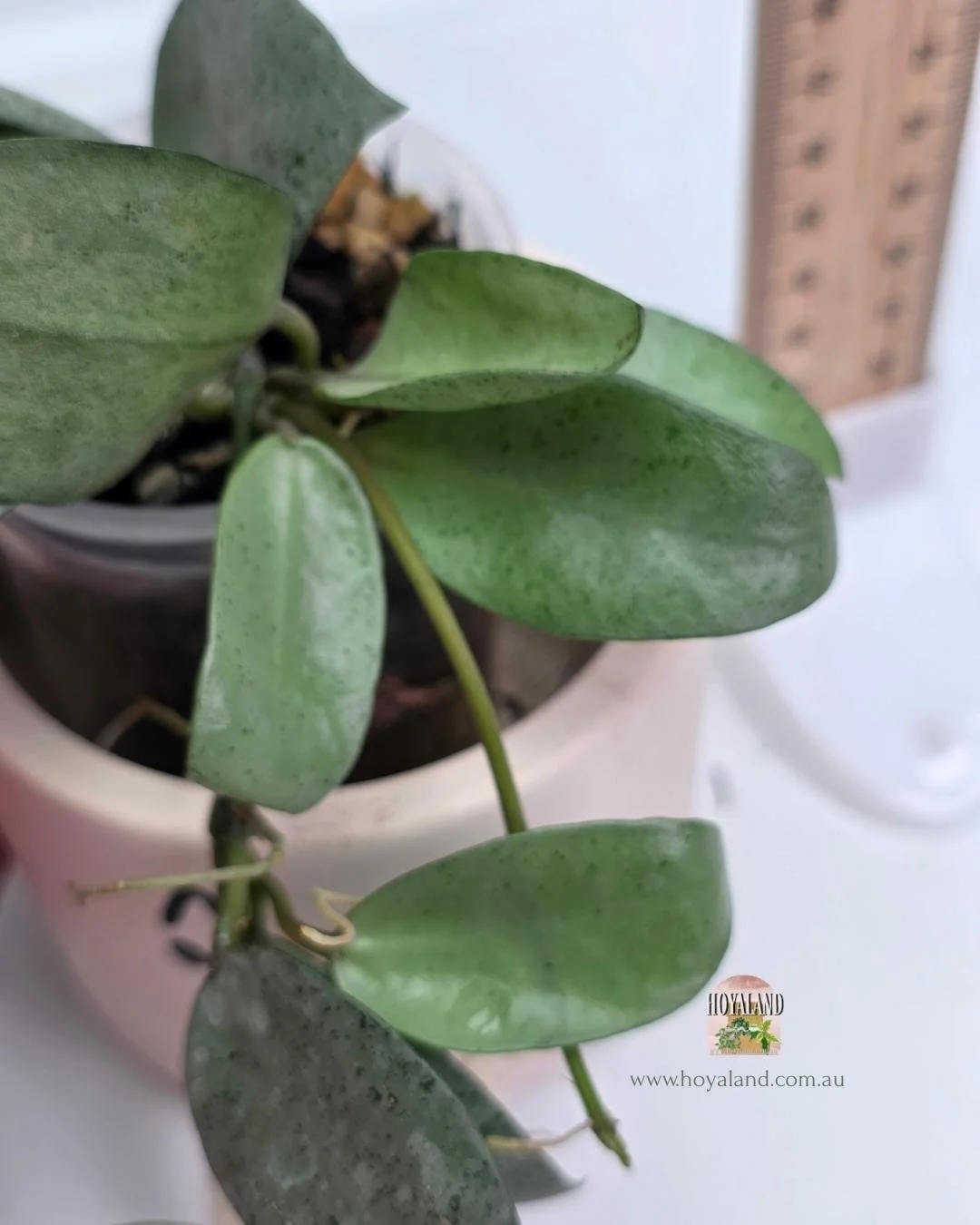 Hoya lacunosa mint coin silver (10).jpg