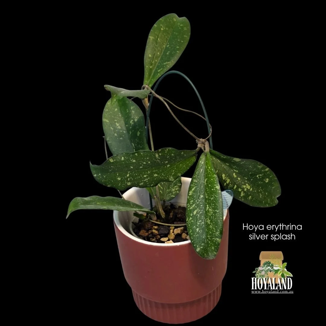 Hoya erythrina silver splash (5).jpg