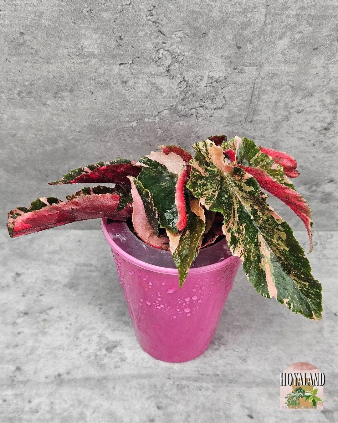 Begonia ginny galaxy (3).jpg