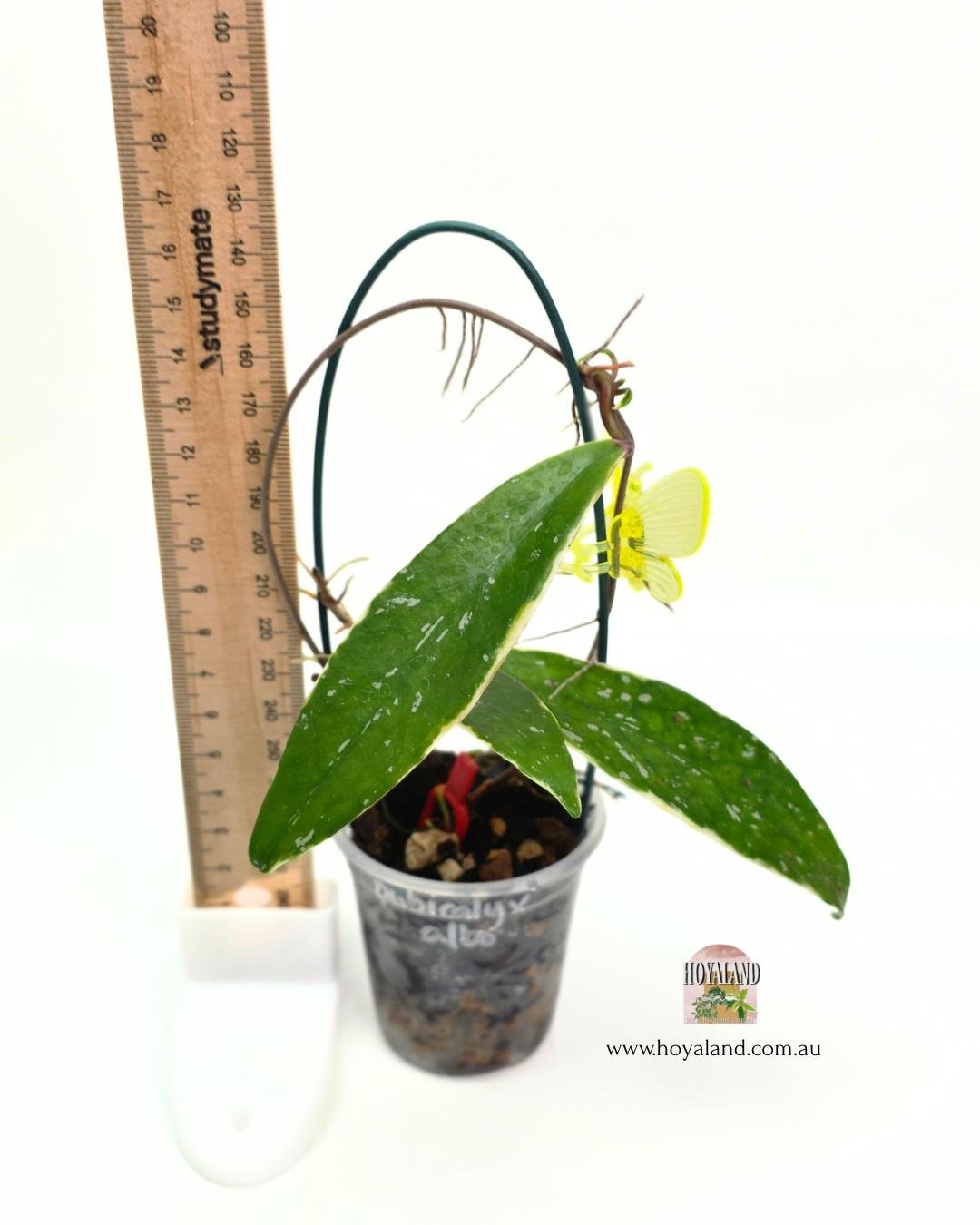 Hoya pubicalyx albo 1 (5).jpg