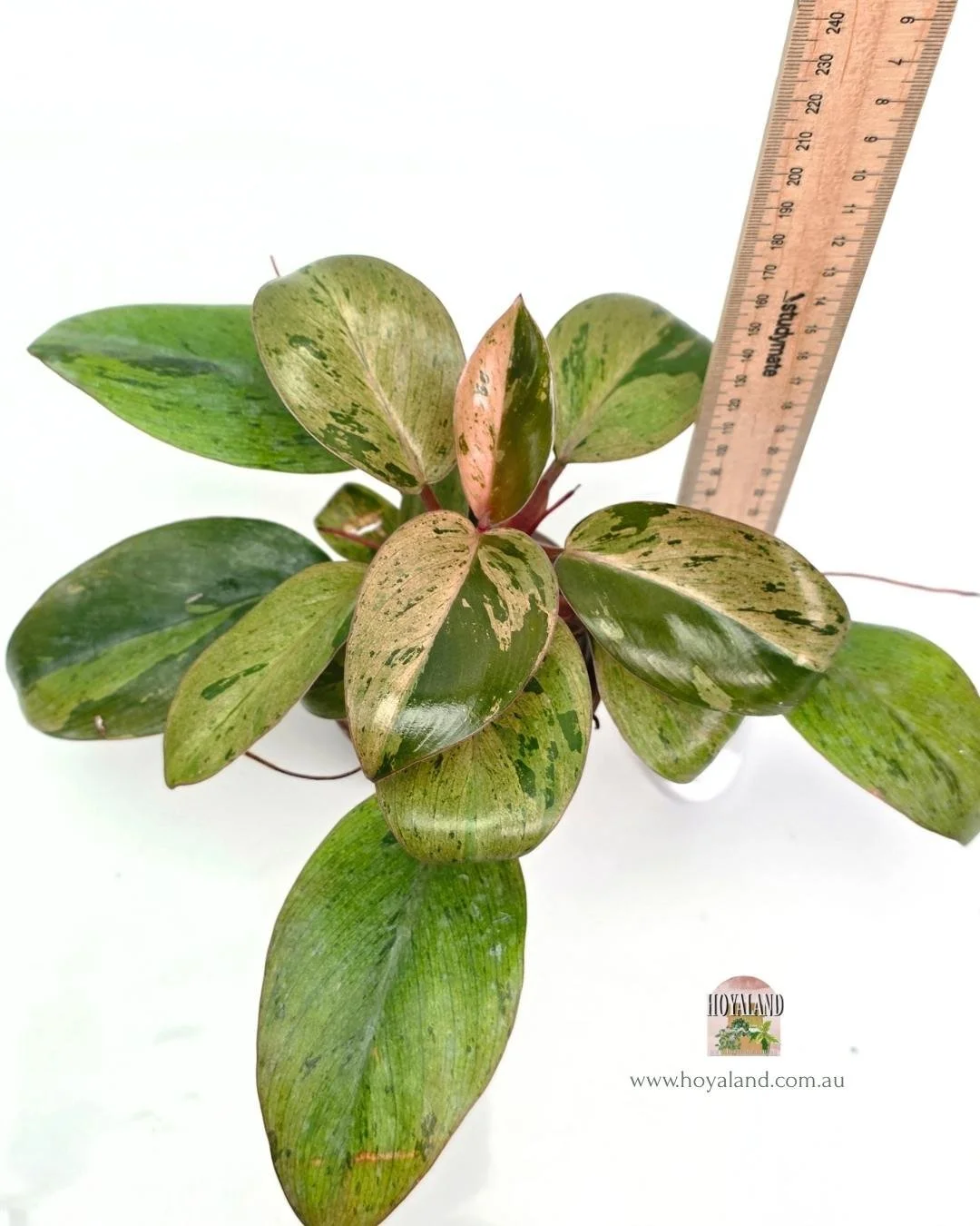 Philodendron red congo mint dwarf (2).jpg