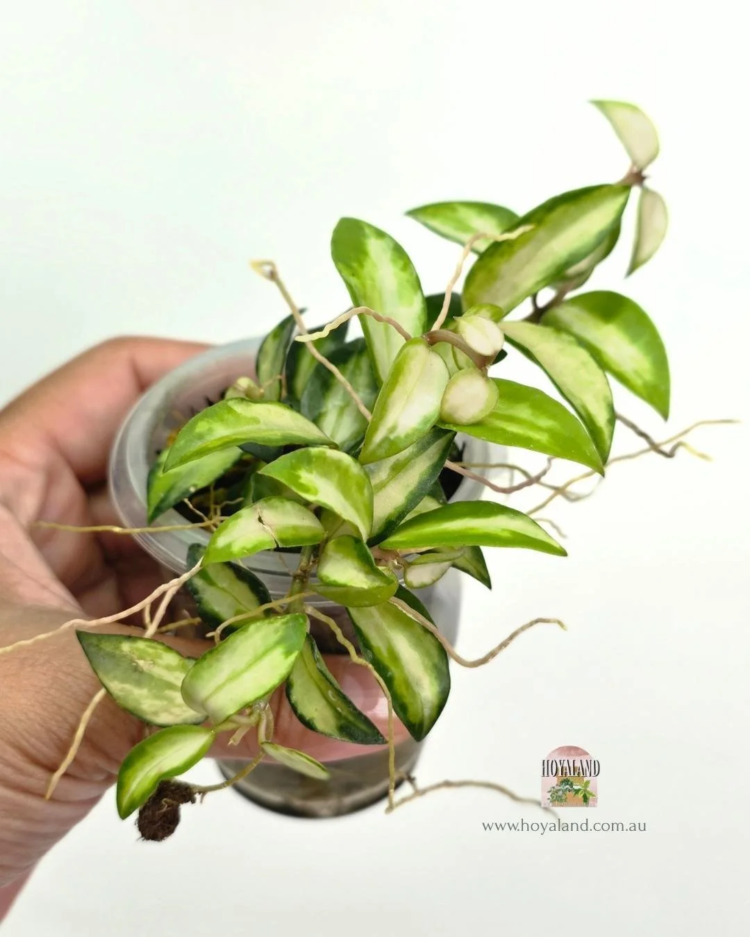 hoya lacunosa bruno (3).jpg