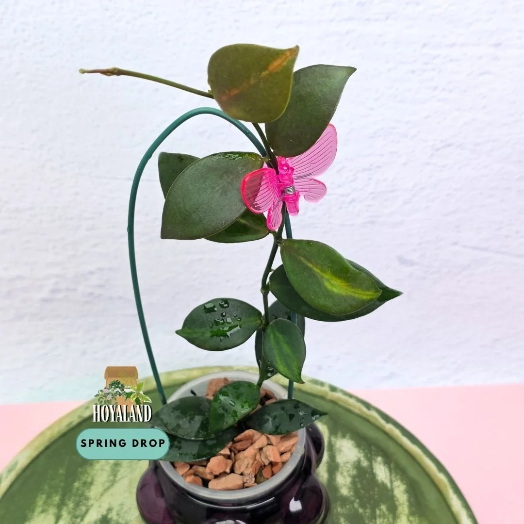 Hoya anulata PNG (IML 0084 / Rare Green-on-Green Variance)