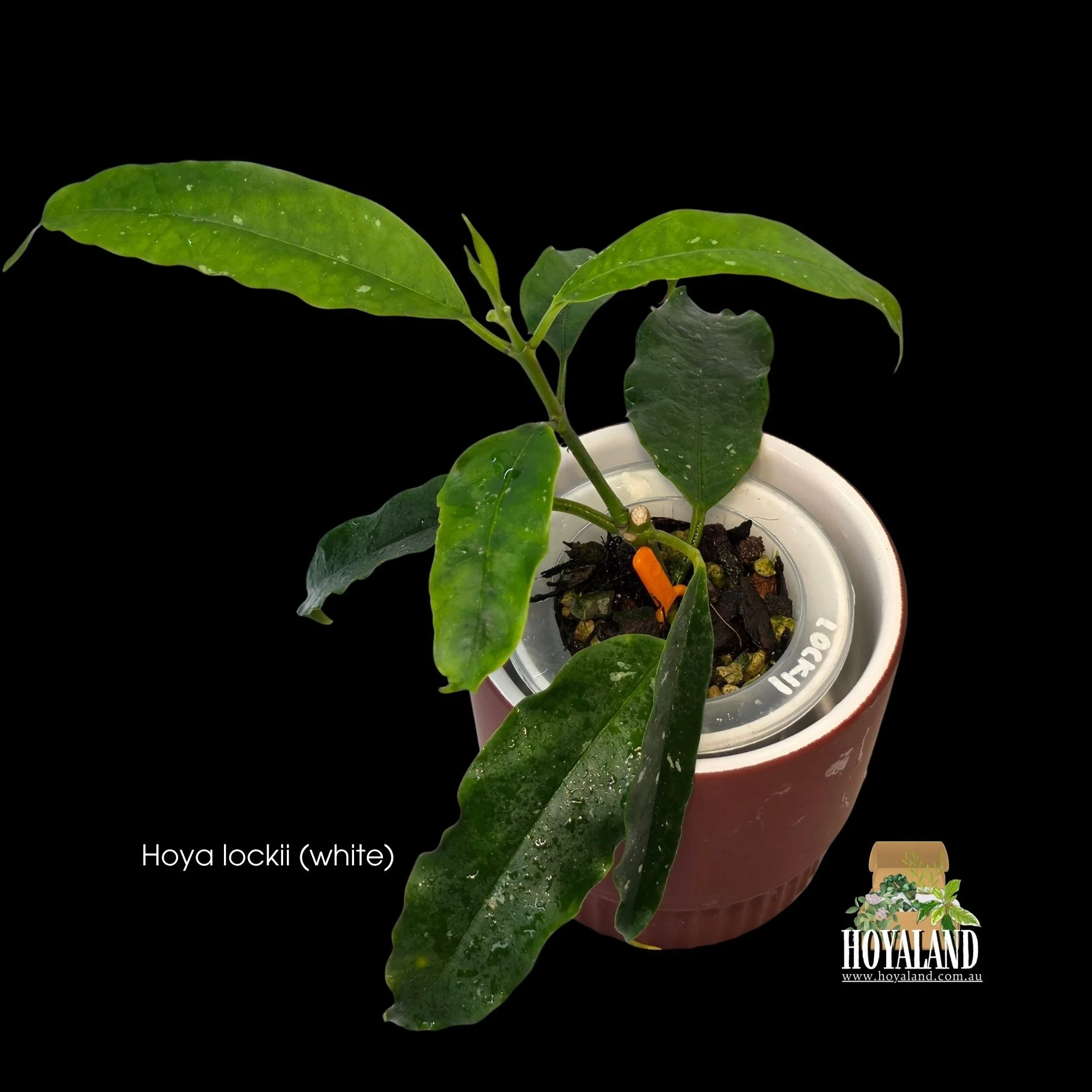 Hoya lockii.jpg