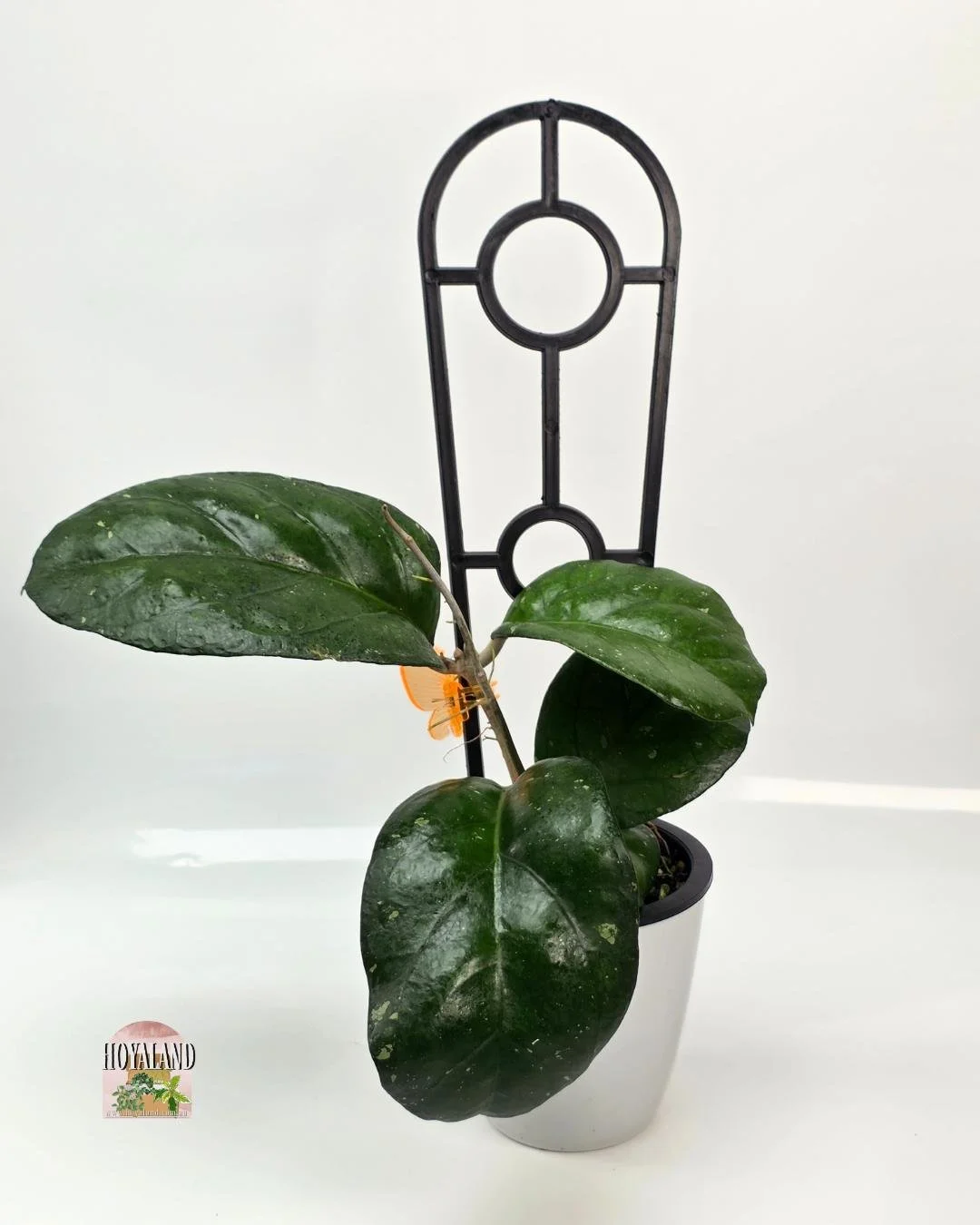 Hoya AH 1025 (1).jpg