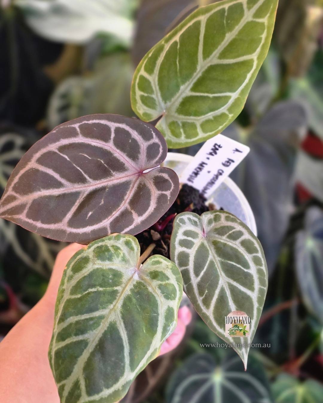 🍂 Rare Anthurium (SKG Red Crystallinum) (ZaraxMichelle ) | Clonal Propagation