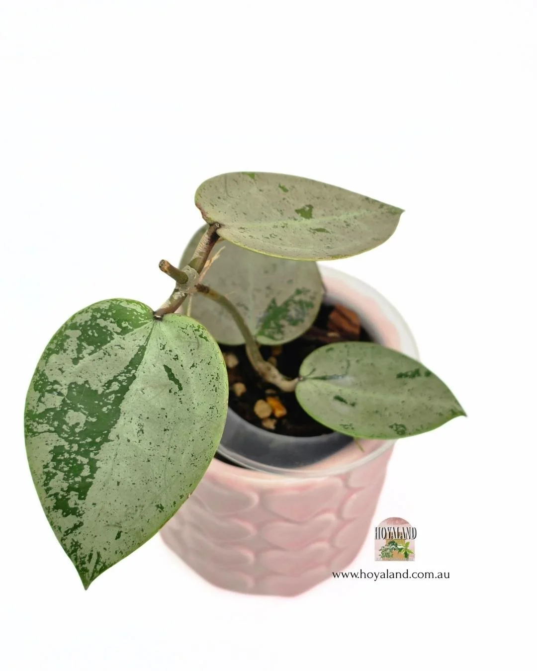 Hoya heart leaf silver (4).jpg
