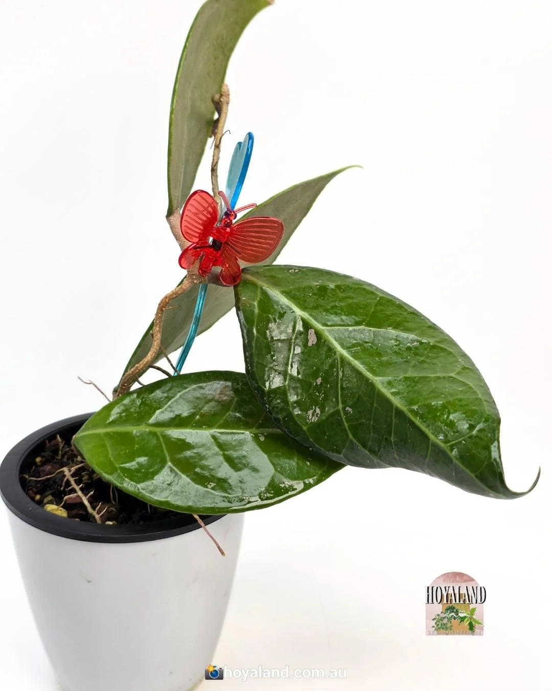 Hoya verticillata Wayang (2).jpg