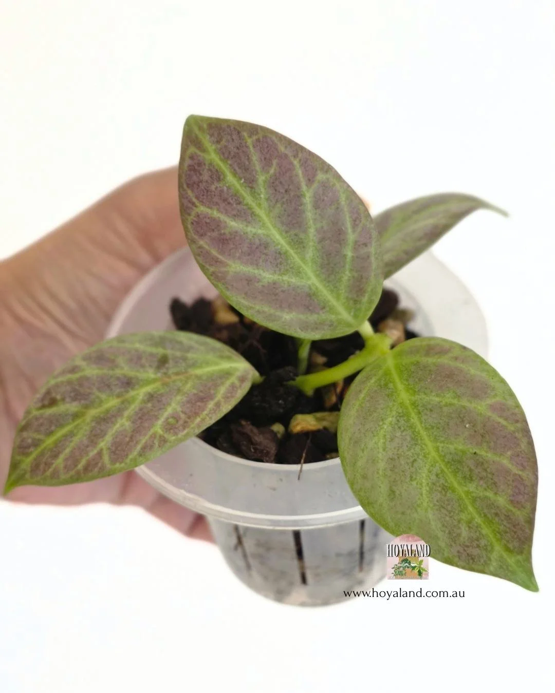 Hoya obscura silver (2).jpg