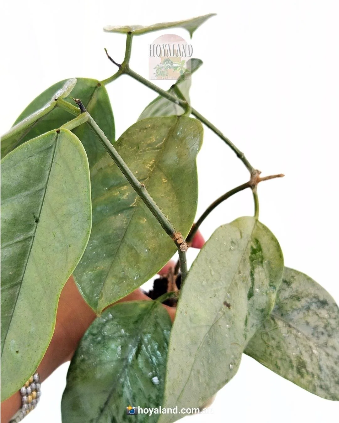 Hoya Coricacea silver (4).jpg