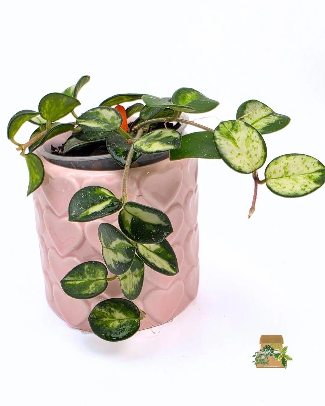 Hoya mathilde var (4).jpg