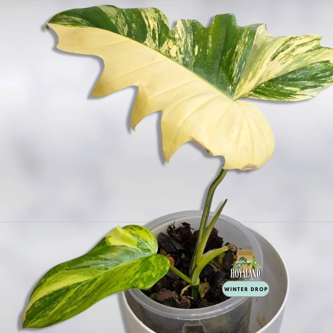 Philodendron Florida Beauty x mayoi with wide triangular leaves and light cream variegation